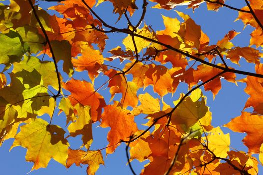 Bright maple leaves in fall colors against a clear blue sky in Wisconsin.