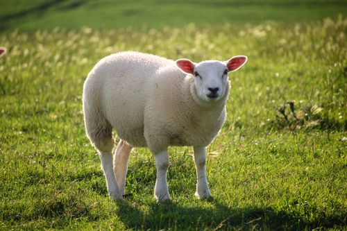 Free A white sheep standing in a lush green field under the sun, perfect for pastoral themes. Stock Photo