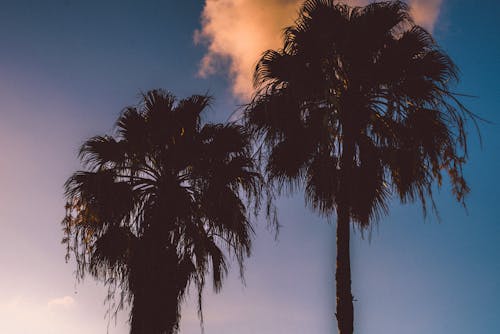 şafakta Palmiye Ağaçlarının Fotoğrafı