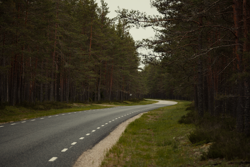 Free Curving road through dense forest, perfect for nature travel or wilderness exploration concepts. Stock Photo