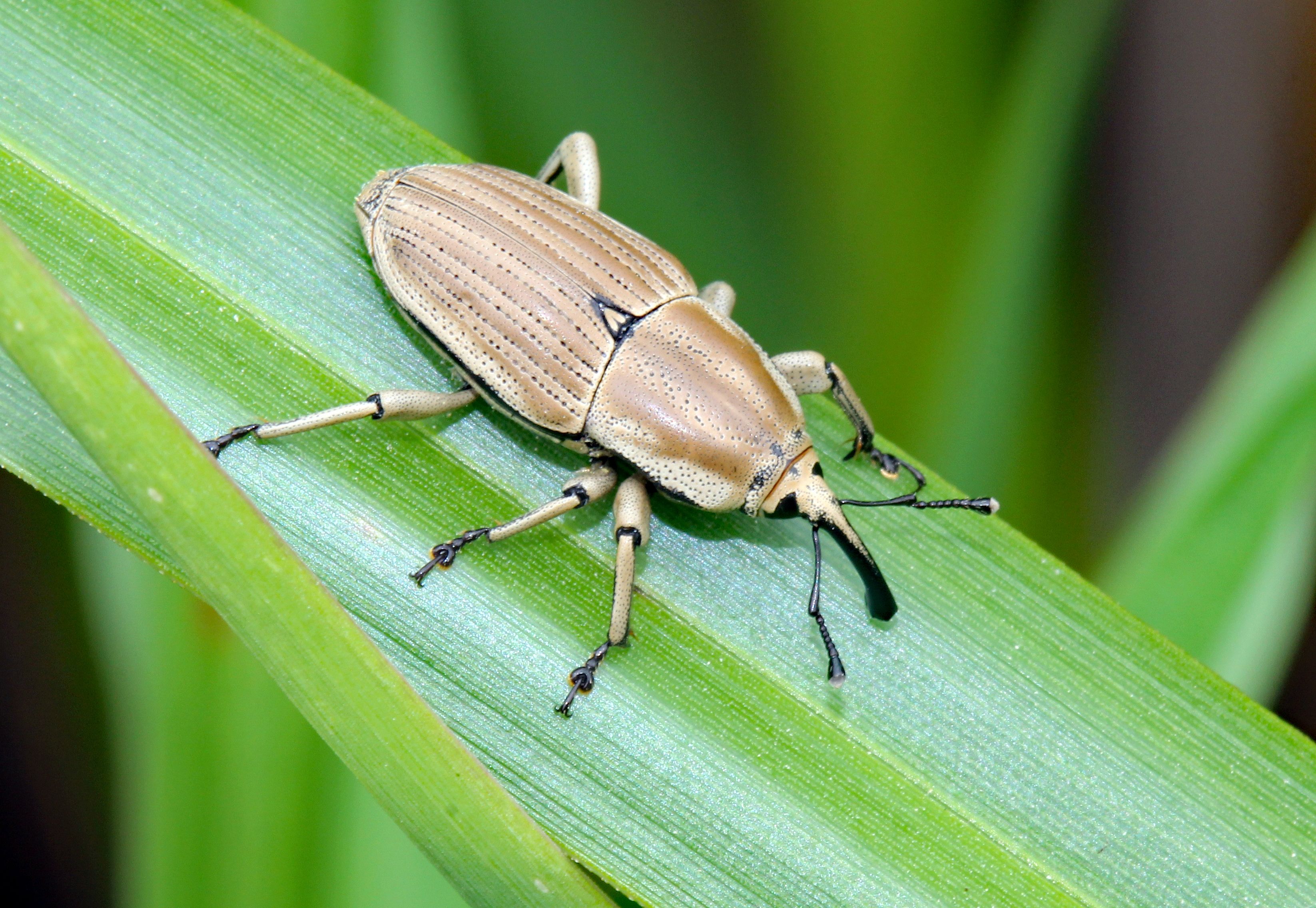 Close-up of Weevil Beetle on Green Leaf · Free Stock Photo