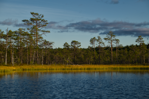 Free Tranquil image of a lake surrounded by lush trees at sunrise, offering a peaceful natural scene. Stock Photo