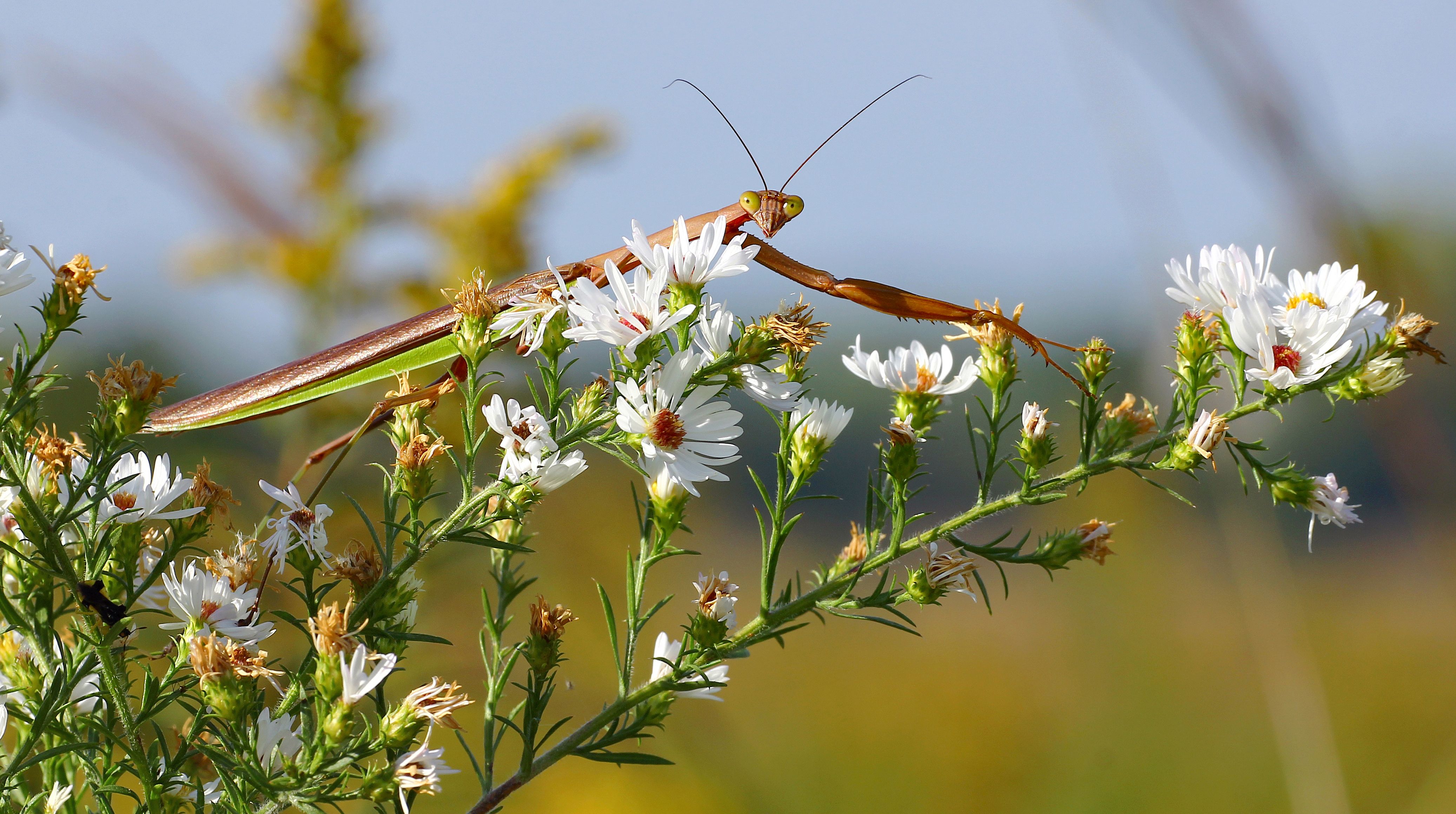 Chinese mantis on a flower
