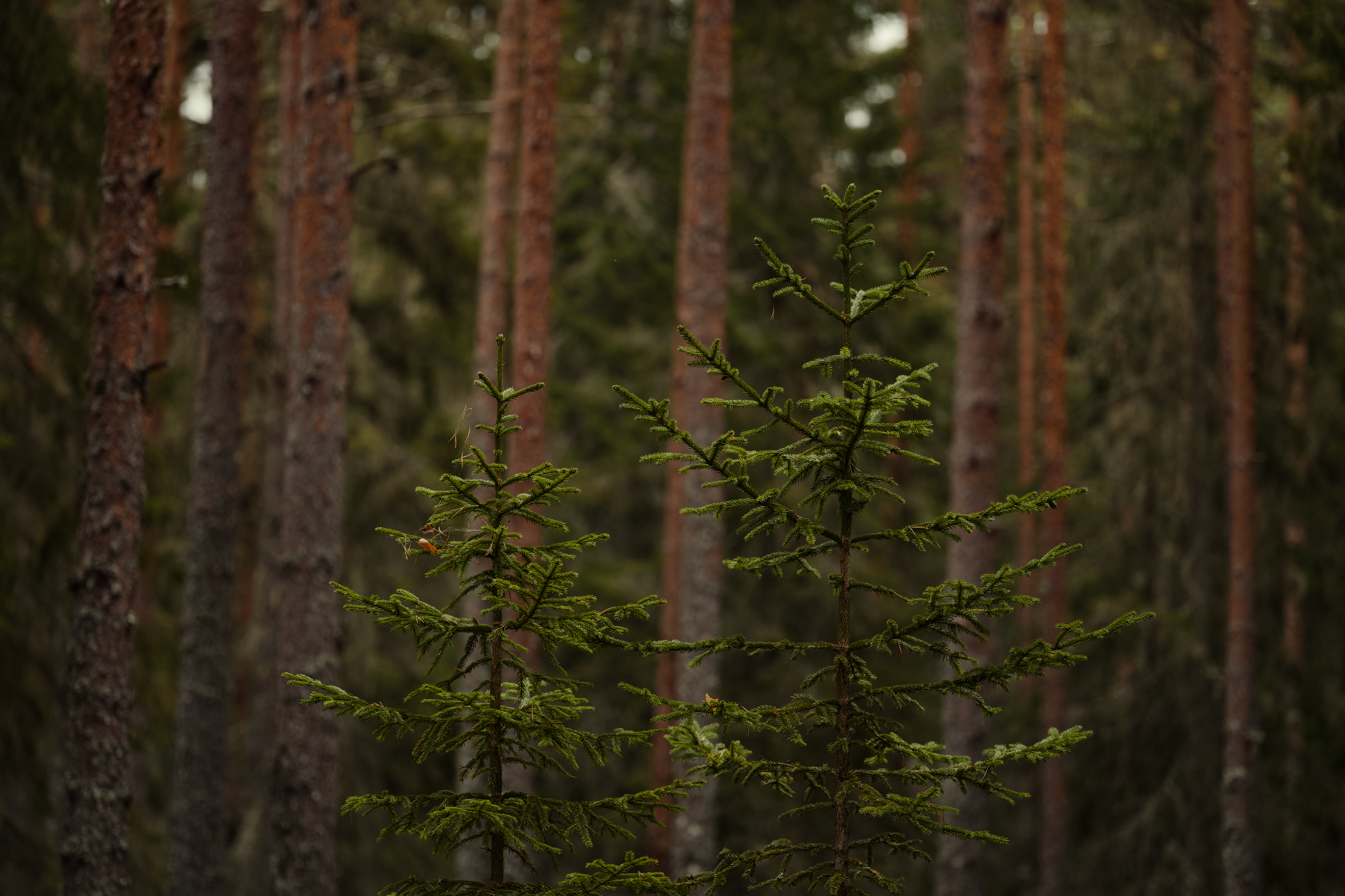 Serene Conifer Forest with Tall Evergreen Trees · Free Stock Photo