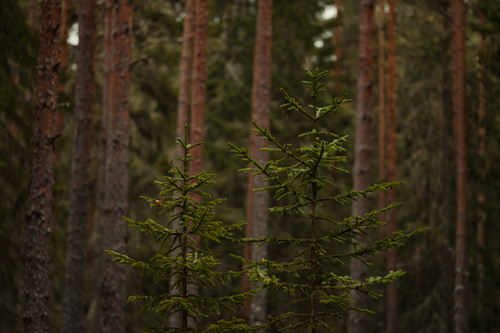 Free A peaceful scene of young evergreen trees surrounded by a dense conifer forest. Stock Photo