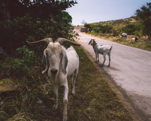 Close-Up View Of Goats On The Road