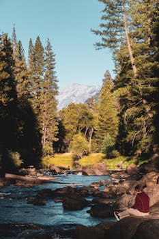A serene creek flows through a forest with tall pines and a mountain backdrop in the United States.
