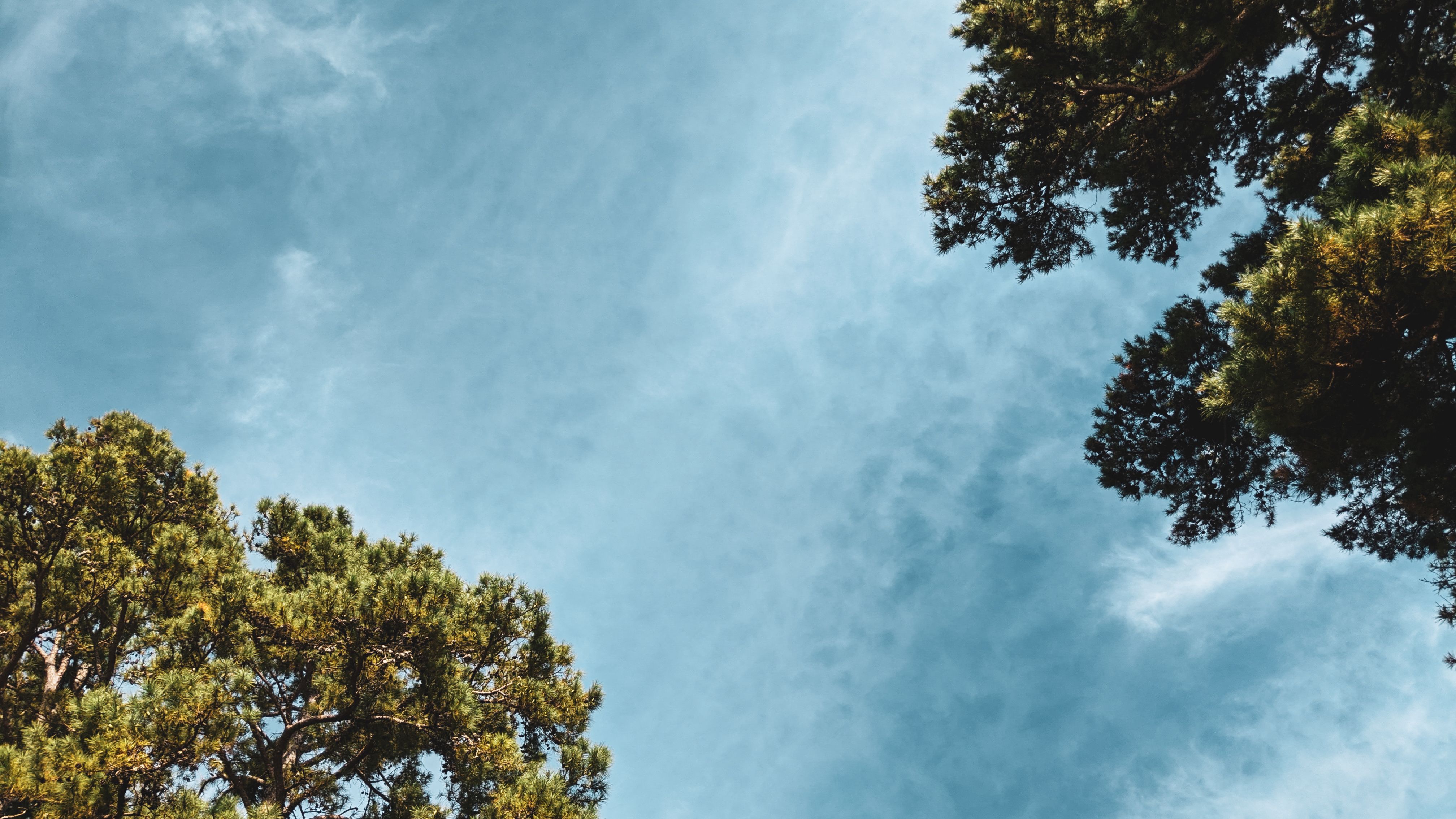 Blue Sky and Tree Tops in a Natural Setting · Free Stock Photo