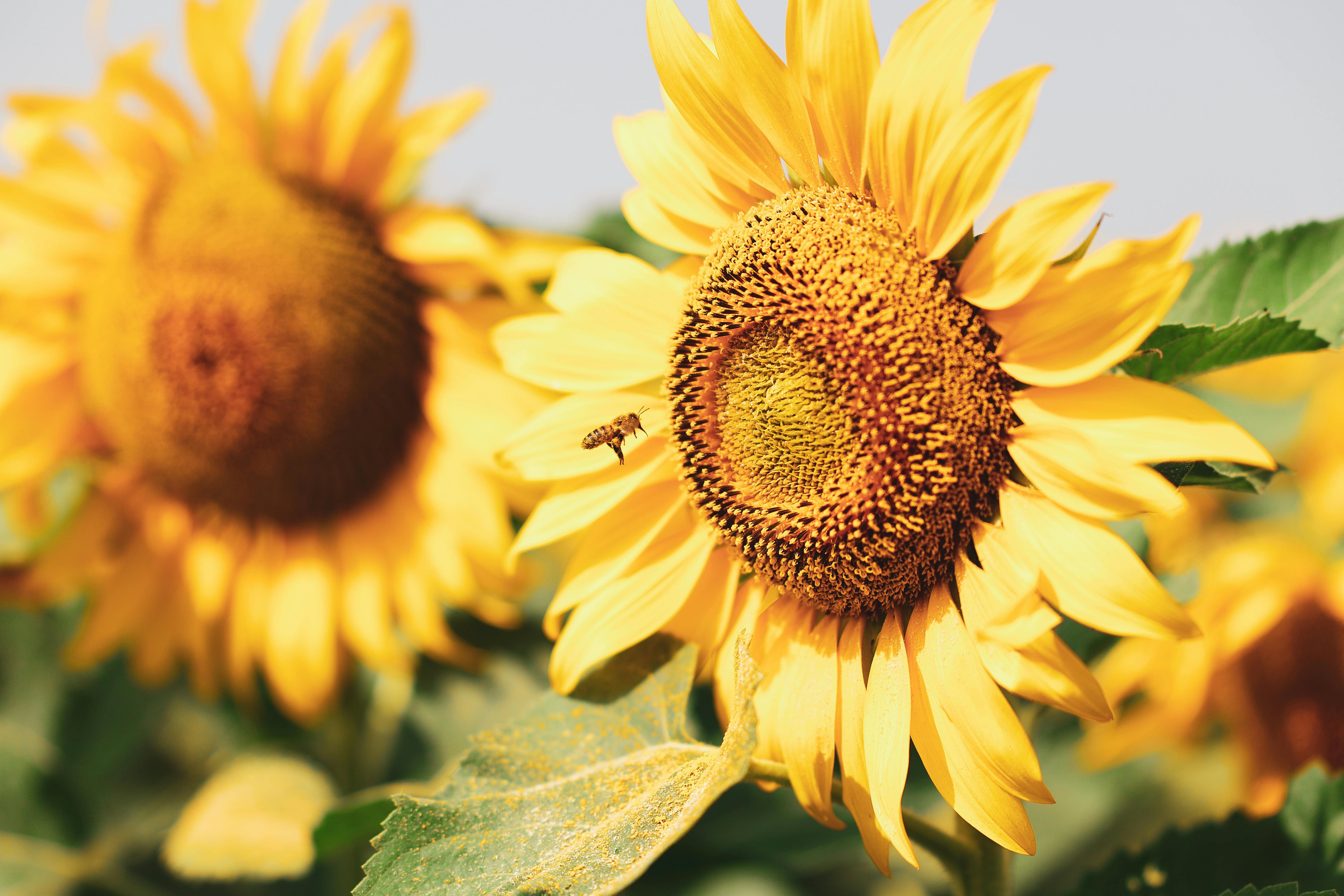 Close-up of vibrant sunflowers with a bee, showcasing summer's beauty.