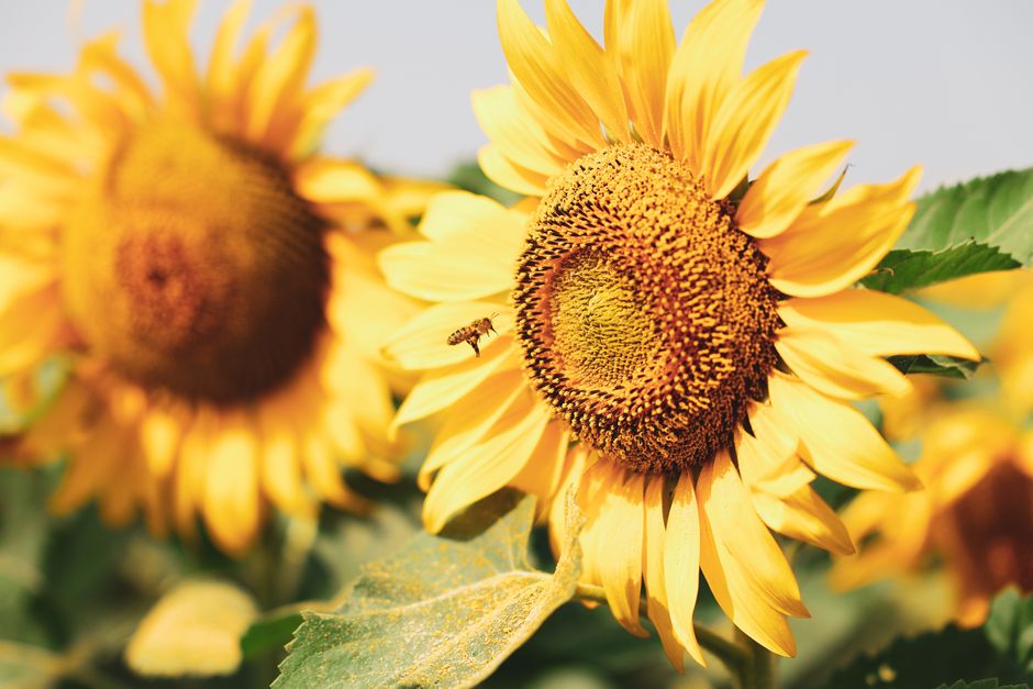 A honey bee on a vibrant sunflower in a summer garden