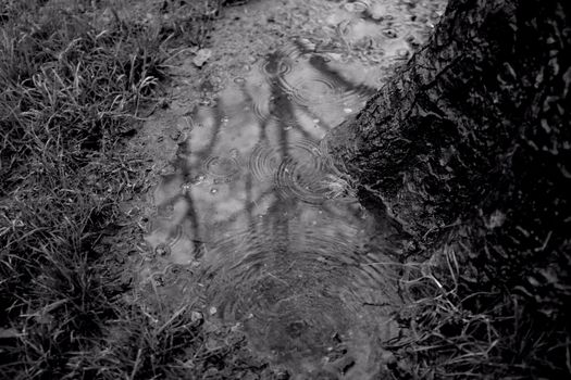Raindrops create ripples in a puddle under a tree, captured in monochrome.