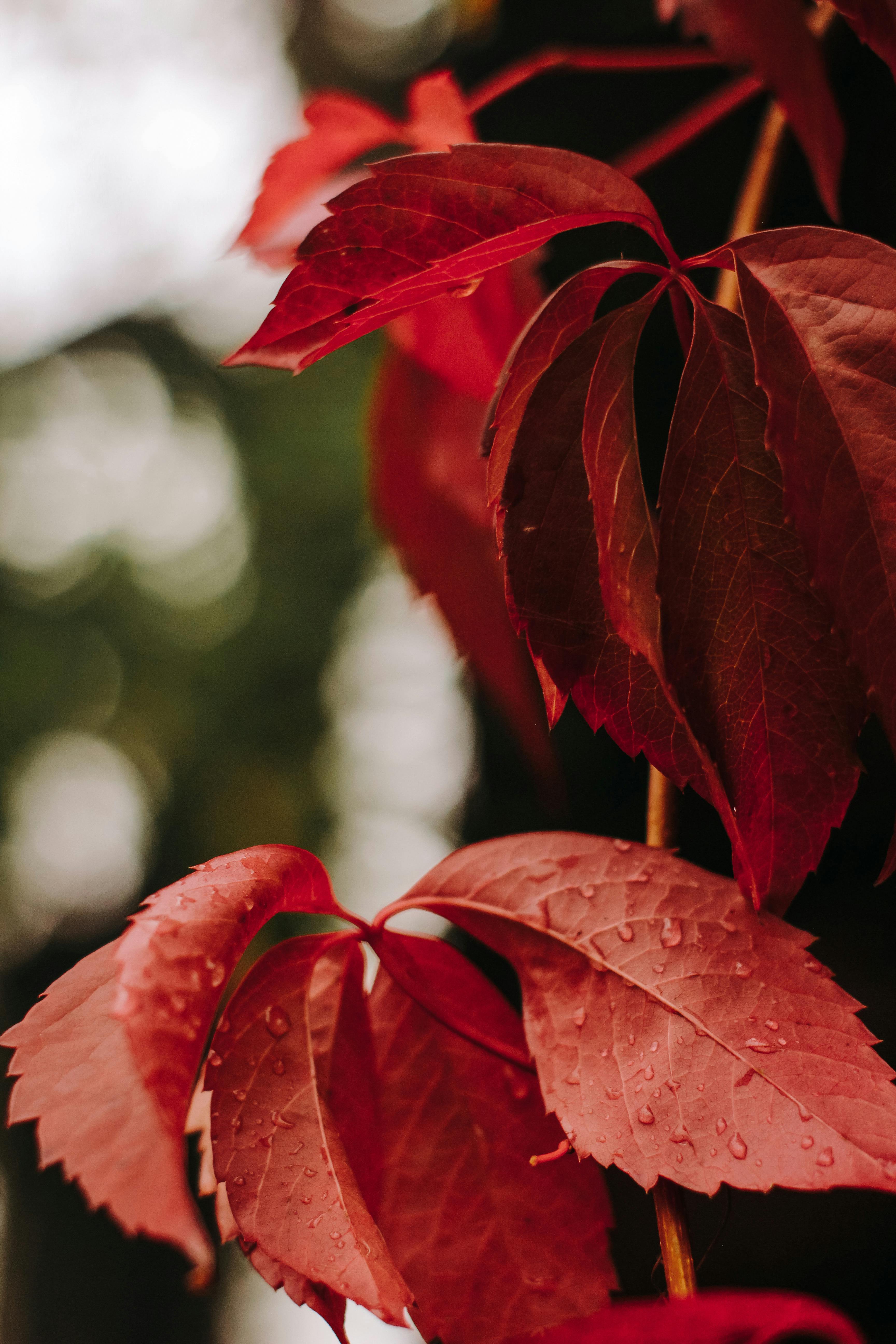 Close-up of vibrant red autumn leaves with raindrops, creating a serene fall atmosphere.