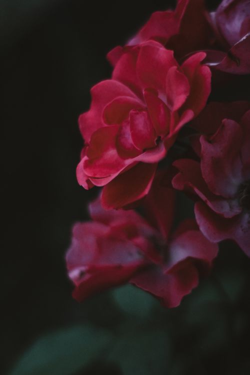 Free A close-up view of dark red roses on a dark background, showcasing their delicate petals. Stock Photo