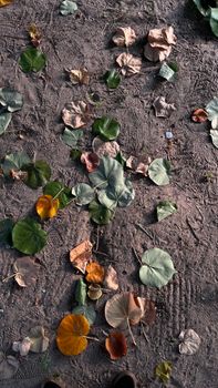 Vibrant autumn leaves scattered on the earthy ground, capturing a natural fall scene.