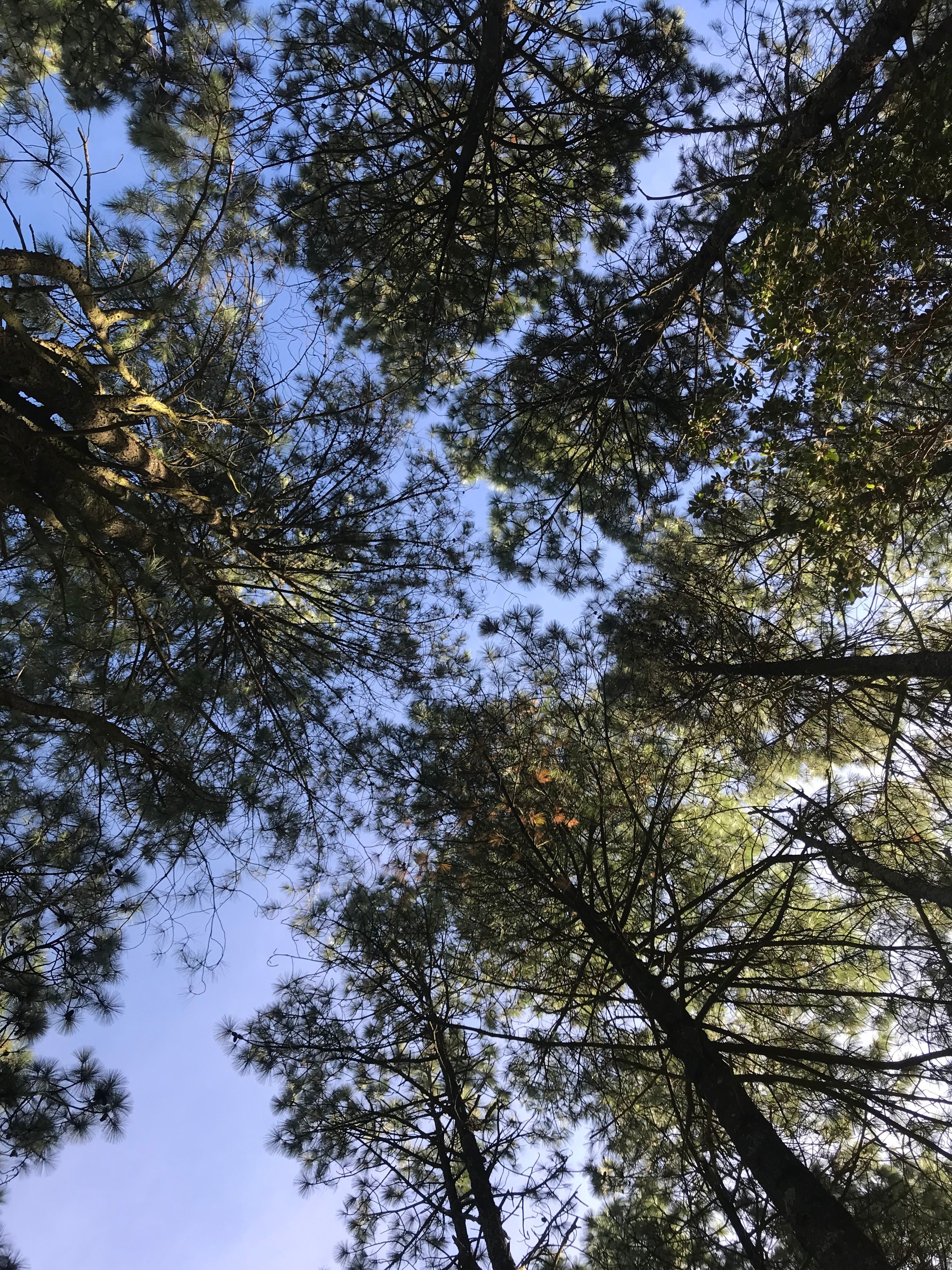 Serene Forest Canopy with Clear Blue Sky · Free Stock Photo