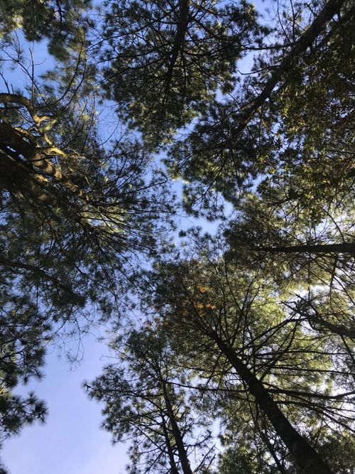 Free A tranquil view of pine trees reaching towards a bright blue sky, capturing nature's beauty. Stock Photo