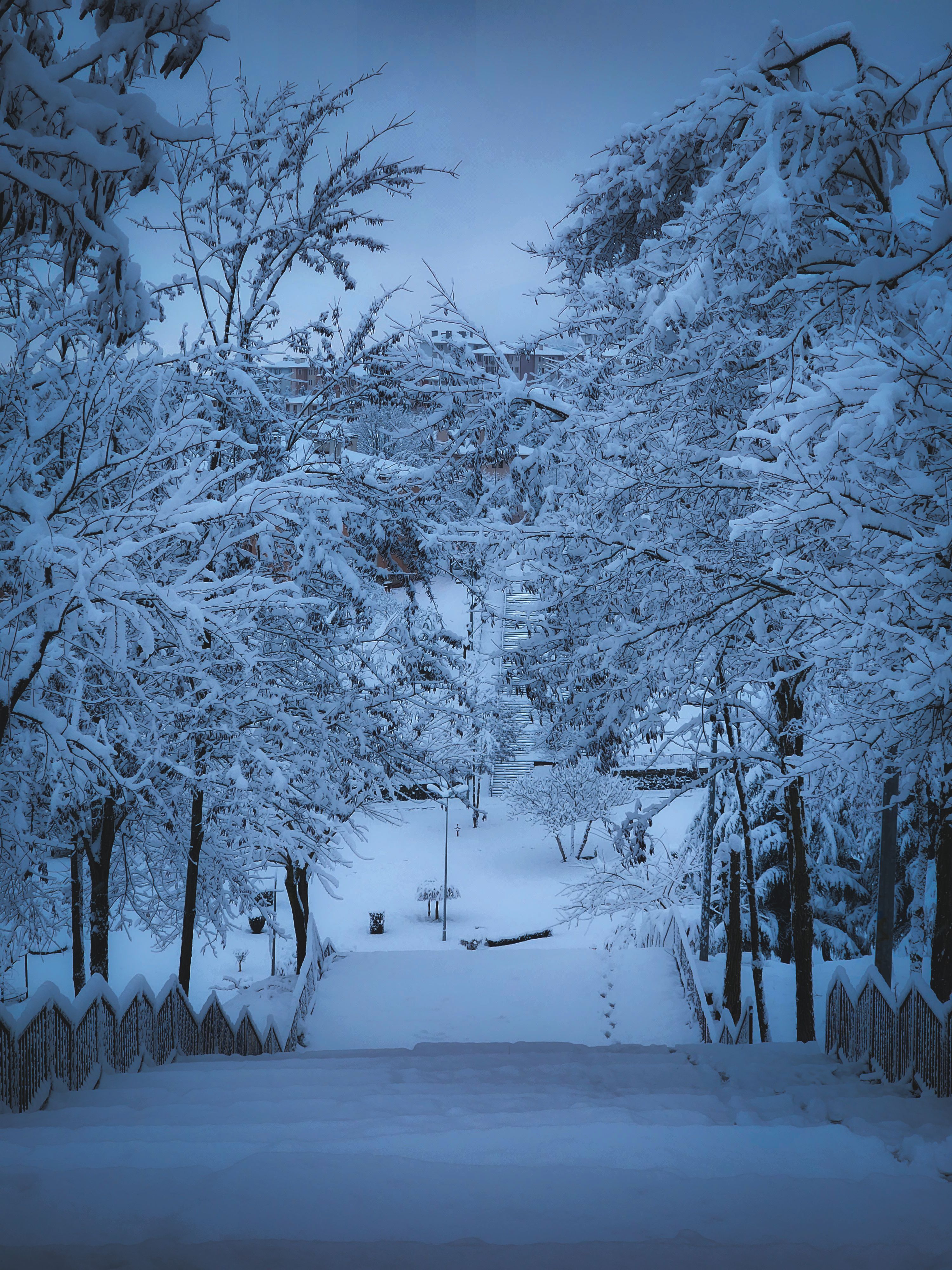 Serene Snowy Pathway through Winter Wonderland · Free Stock Photo