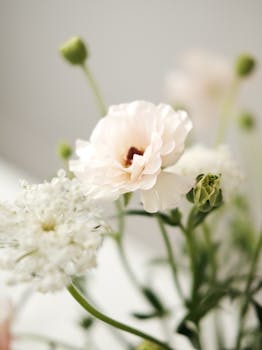 Close-up of white flowers with a soft focus, capturing their delicate beauty in natural light.