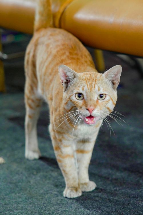 Close-up of an Orange Tabby Cat Indoors · Free Stock Photo