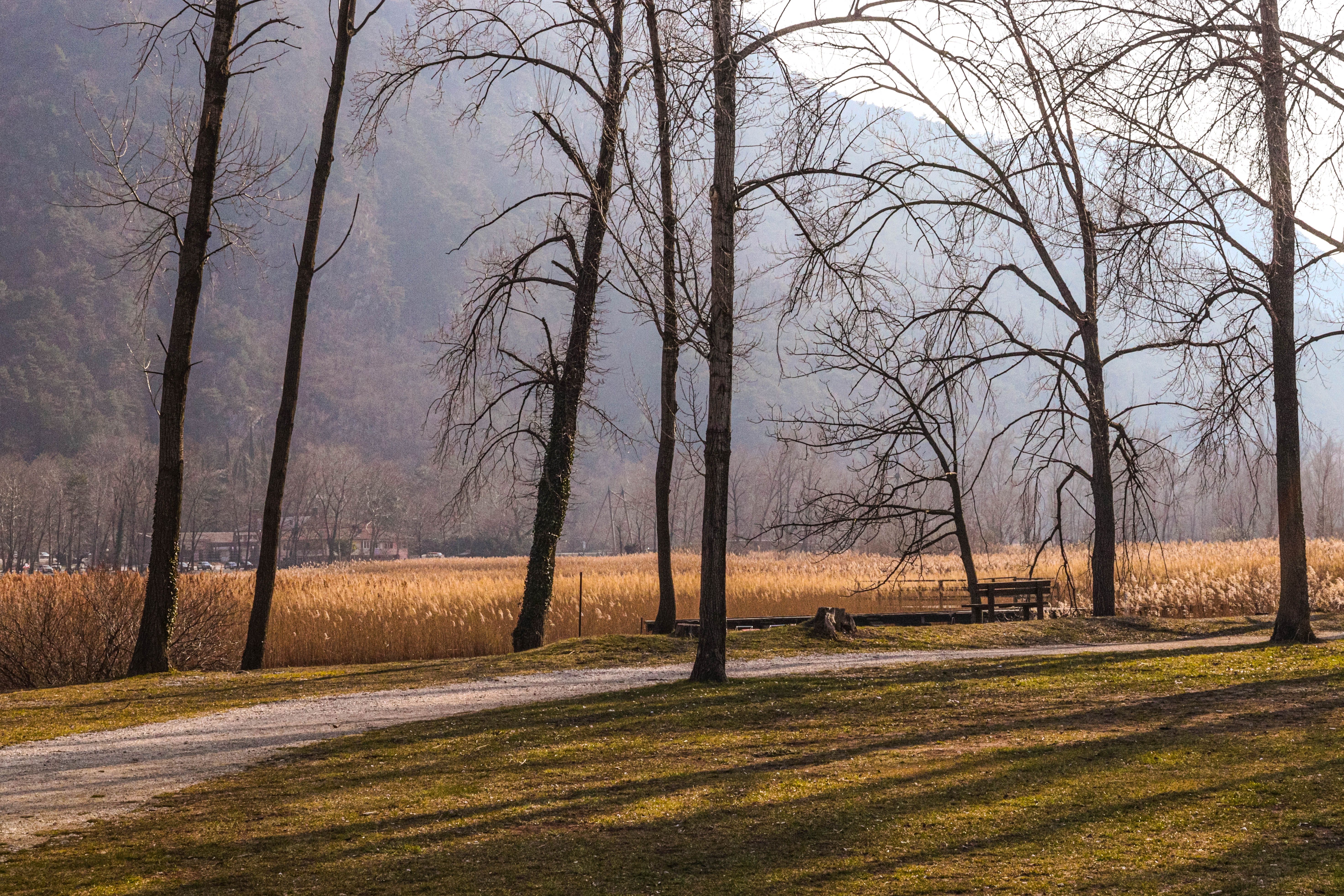 Serene Winter Landscape with Bare Trees · Free Stock Photo