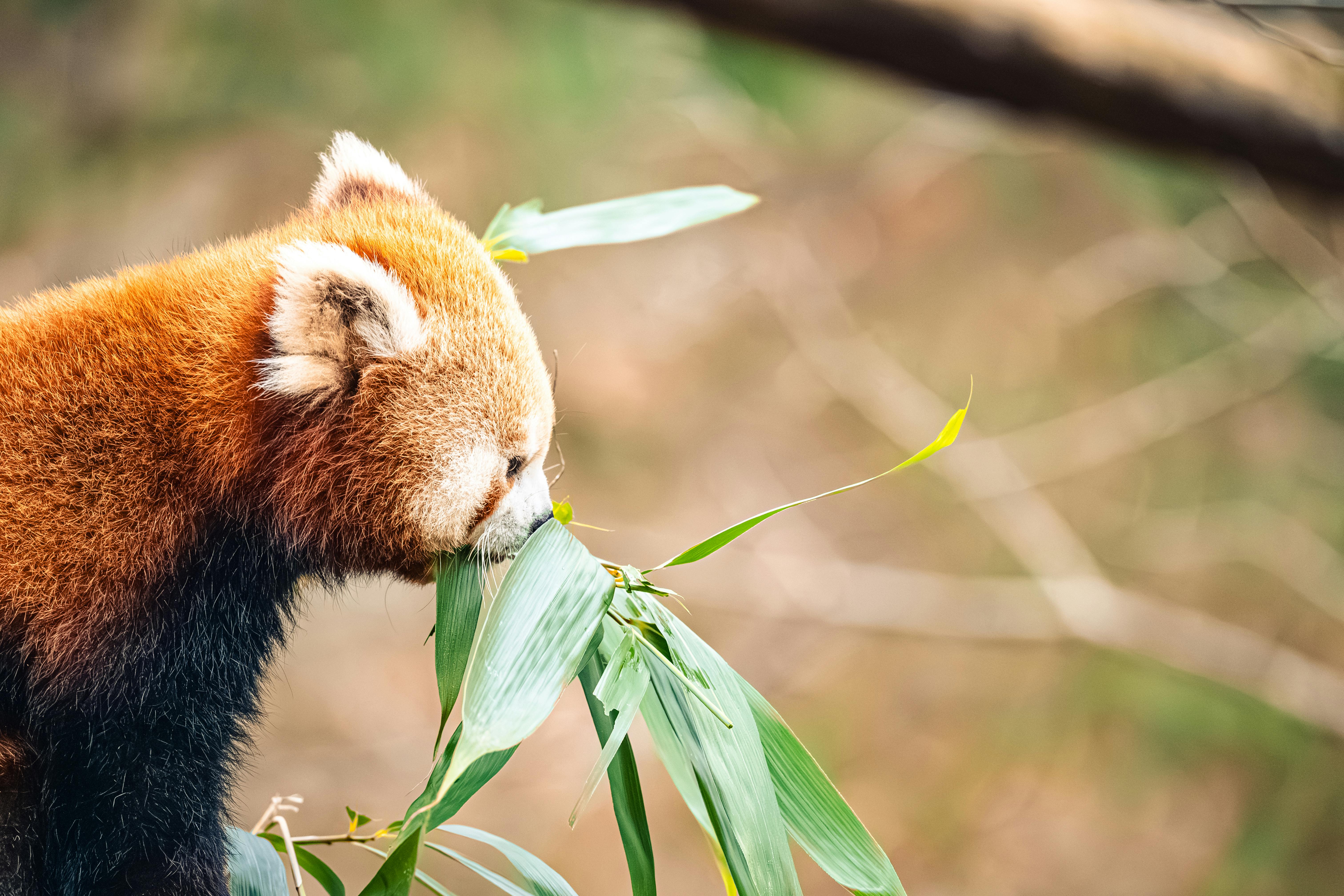 red panda eating bamboo in natural habitat