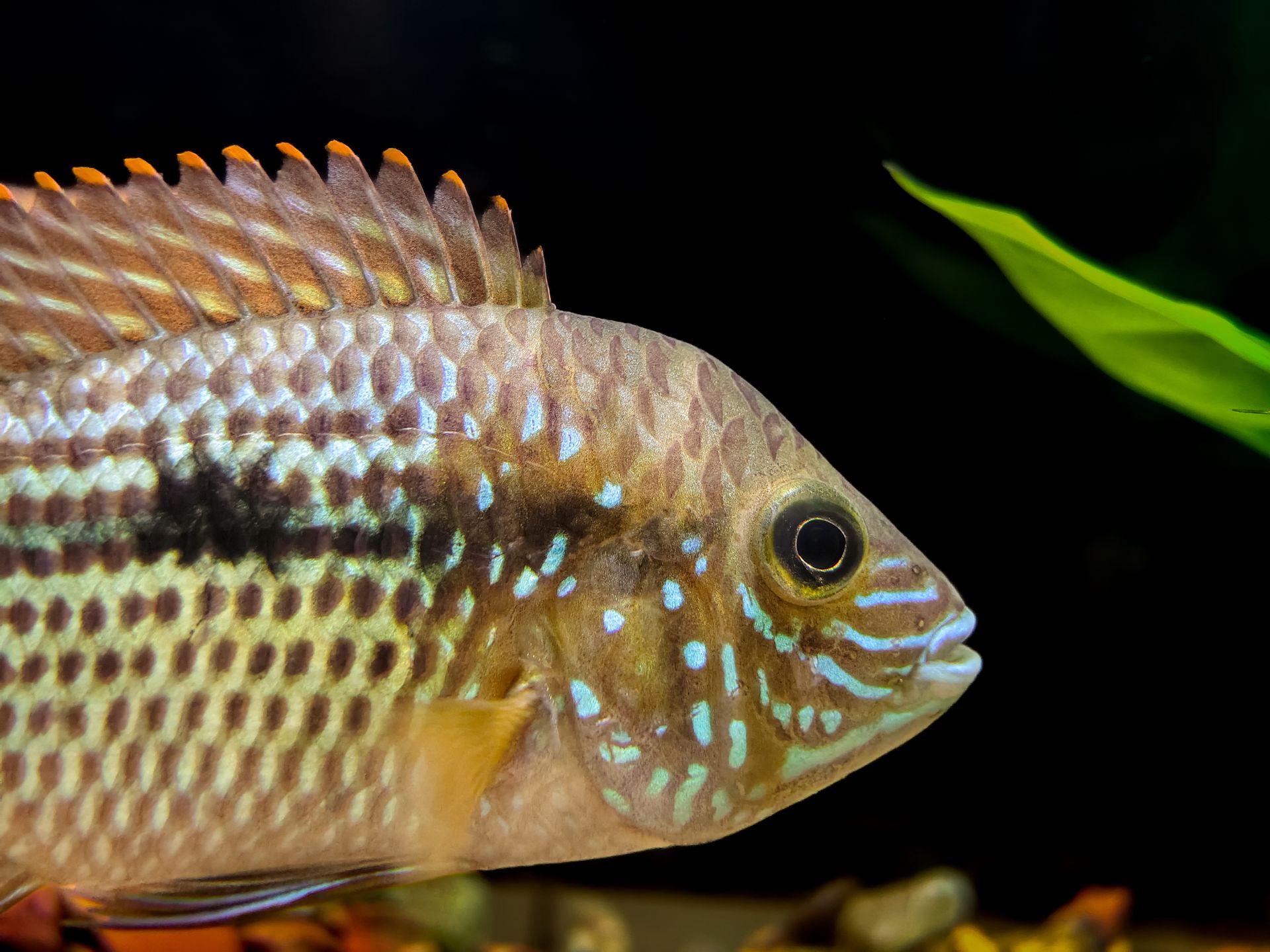 Vibrant cichlid fish with iridescent scales swimming in a clear aquarium.