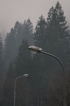 Streetlights stand tall under a misty, moody forest backdrop, creating a mysterious aura.
