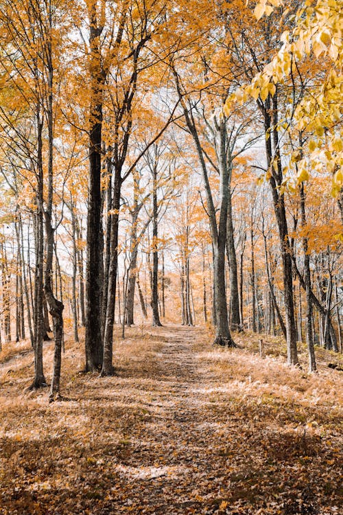 Základová fotografie zdarma na téma barvy podzimu, cesta, jasný