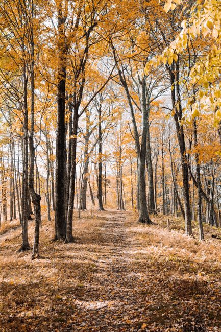 Explore a vibrant fall trail with colorful foliage in a tranquil North Carolina forest.