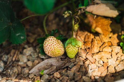 Free Close-up of ripening strawberries on the ground with sunlight highlighting their texture. Stock Photo