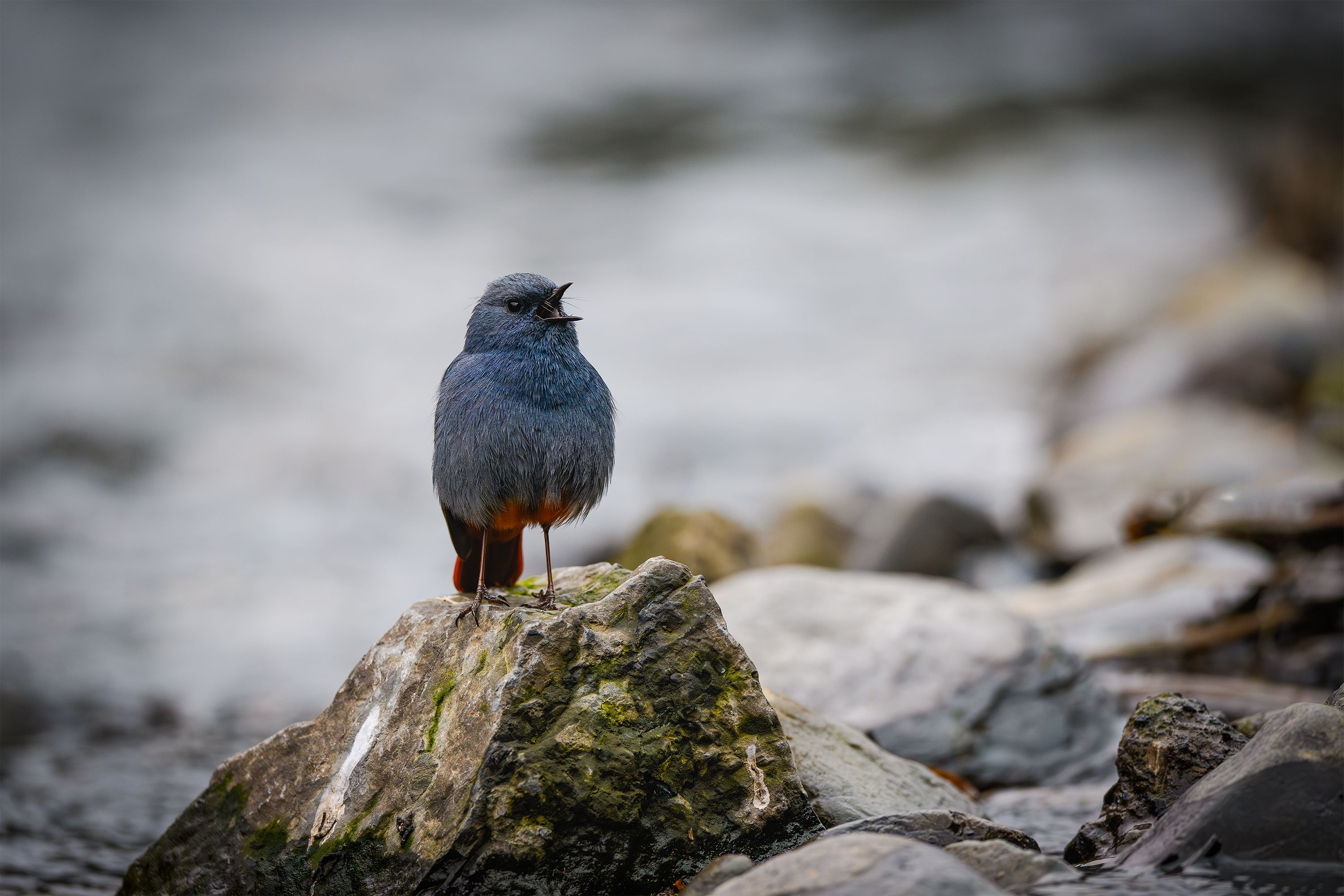Bird Singing on Rock by River During Daytime · Free Stock Photo