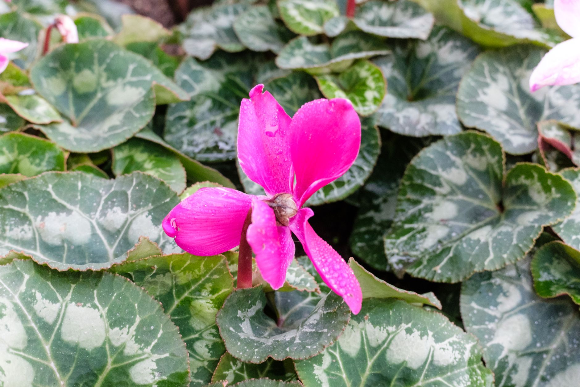 plant broad mite damage vs cyclamen mite damage symptoms