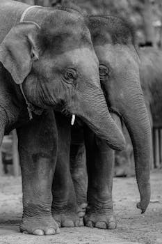 Black and white photo of two Asian elephants standing closely together.