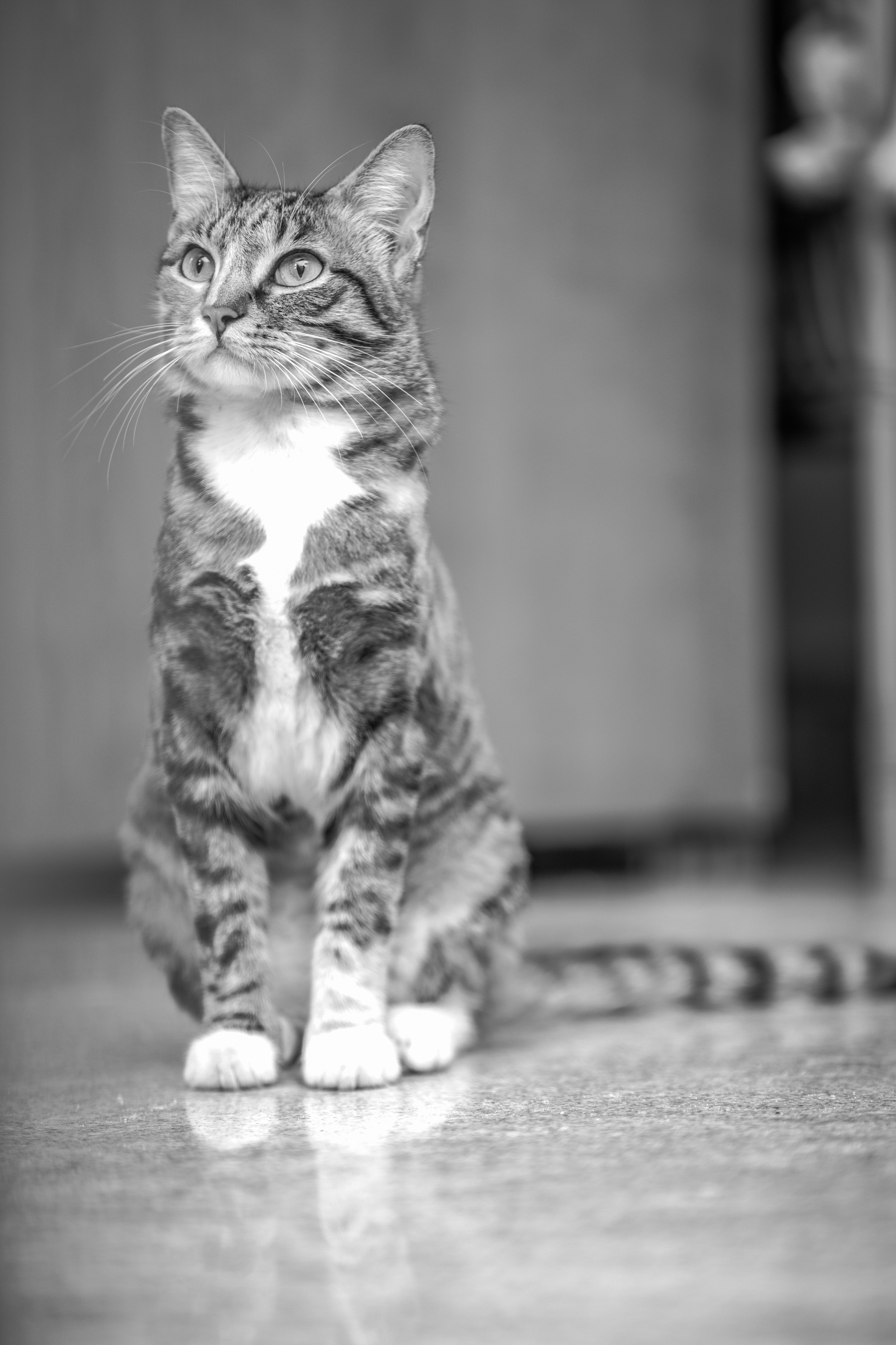 Cat Rangdoll Photos, Download The BEST Free Cat Rangdoll Stock Photos ...