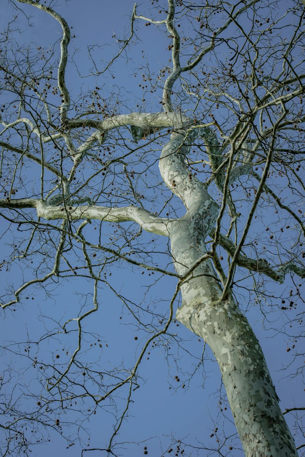 Spring Tree Canopy Against Clear Blue Sky · Free Stock Photo