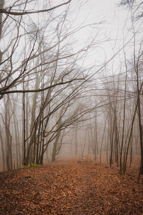 Free Misty forest path covered in autumn leaves creates a serene and mysterious atmosphere. Stock Photo