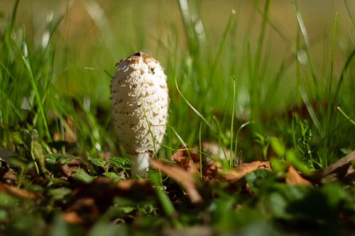 Free Close-up of a Shaggy Ink Cap mushroom surrounded by autumn foliage in Abaliget, Hungary. Stock Photo