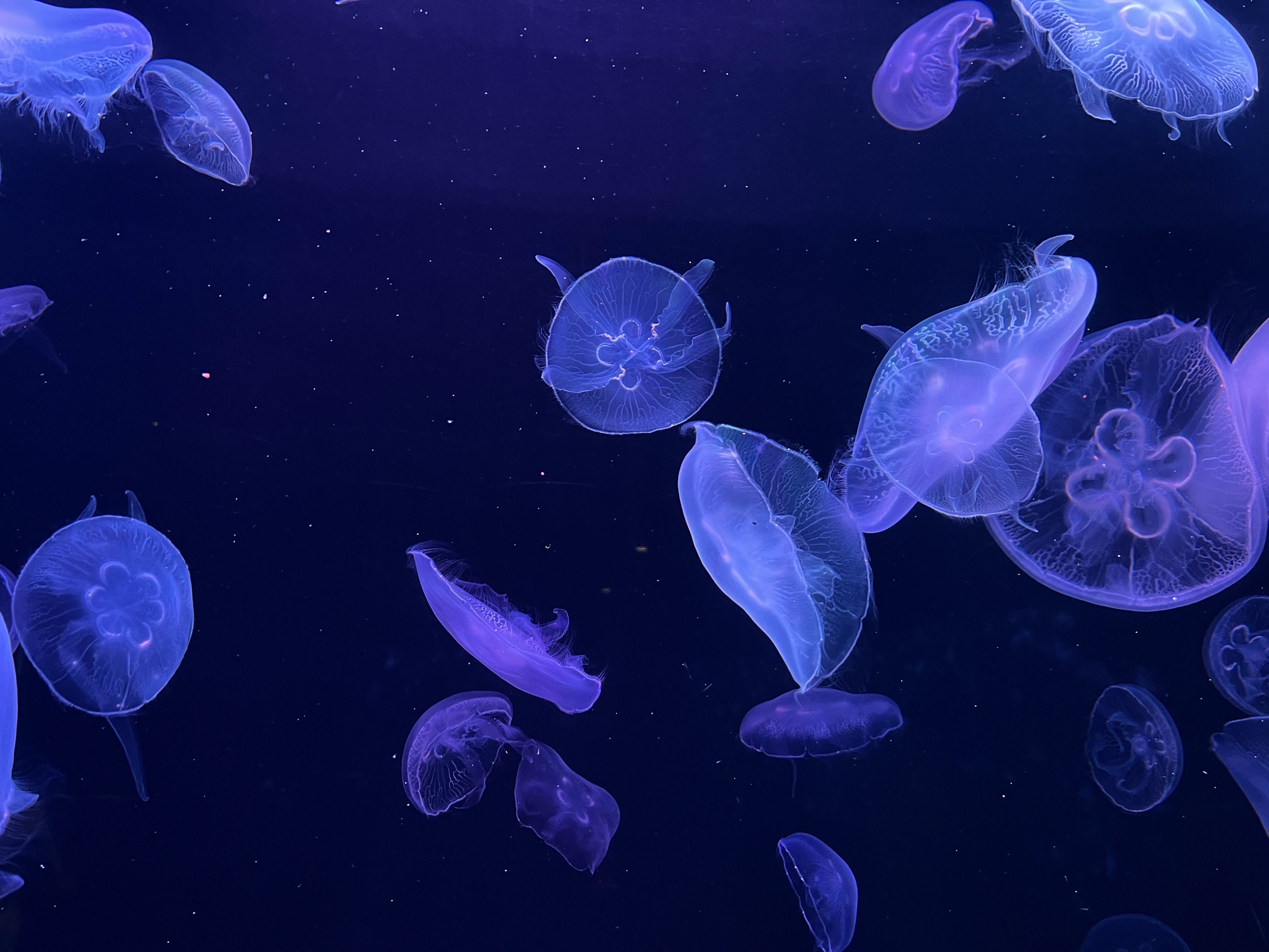 Captivating Blue Jellyfish in Dark Ocean · Free Stock Photo