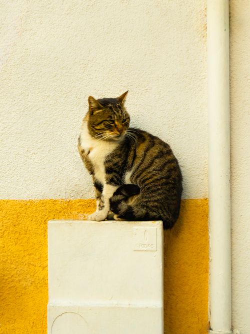 Free A street cat sits peacefully against a colorful wall in Istanbul, showcasing urban elegance. Stock Photo