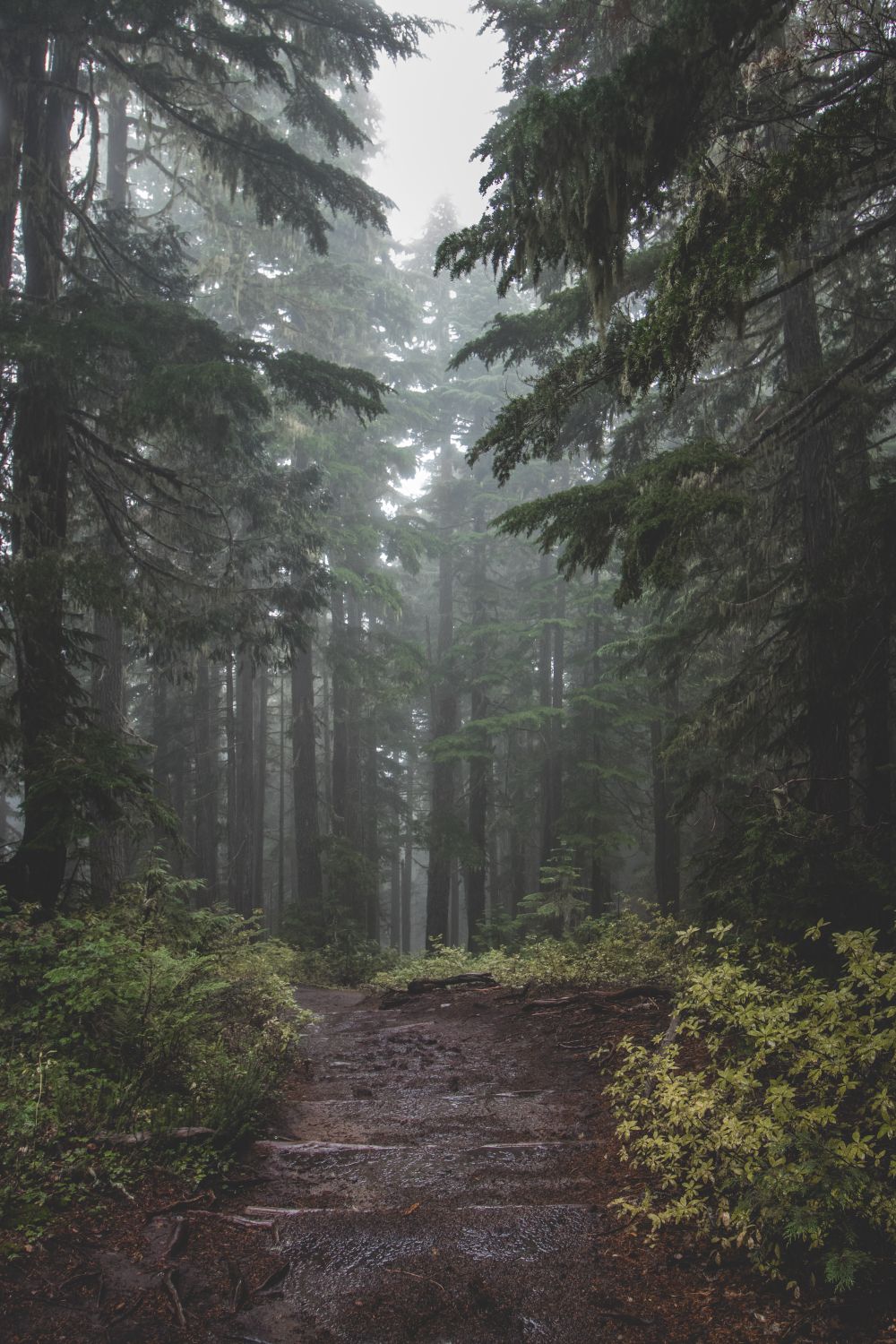 Misty Pine Forest Pathway in the Morning Fog · Free Stock Photo