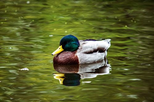 Free A tranquil scene of a mallard duck floating peacefully on a reflective pond. Stock Photo