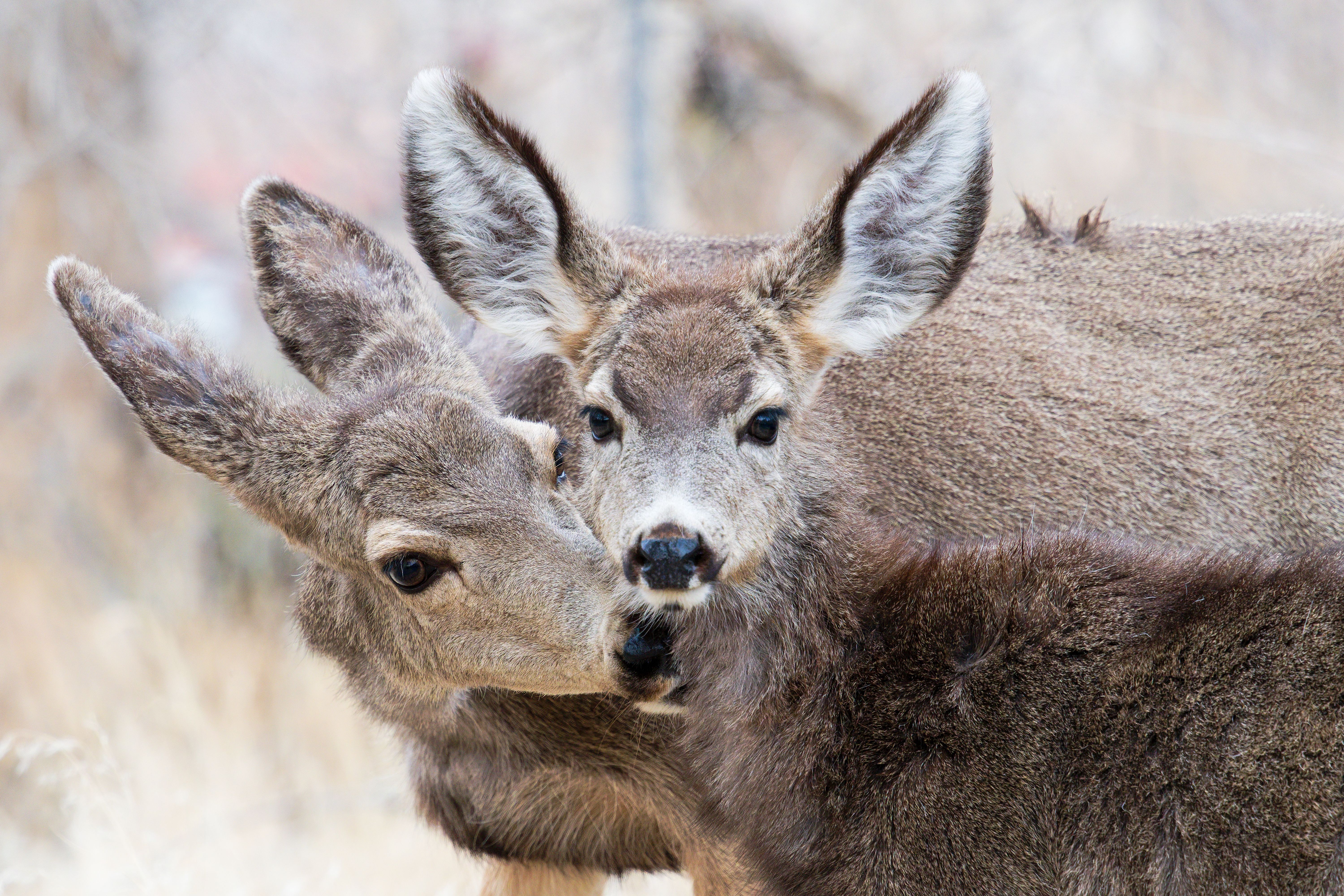 winter affect wildlife