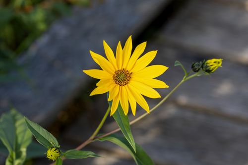 Free Vibrant yellow sunflower blooming outdoors in Southborough, MA. Stock Photo