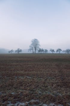 Serene winter landscape in Czechia showcasing a lone tree on a frosty field with misty ambiance.
