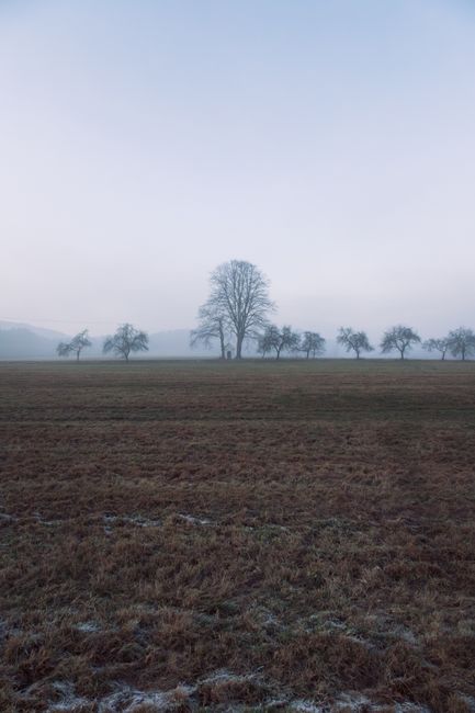 Serene winter landscape in Czechia showcasing a lone tree on a frosty field with misty ambiance.
