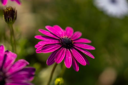 Free Close-up of a vivid purple African daisy, showcasing its natural beauty. Stock Photo