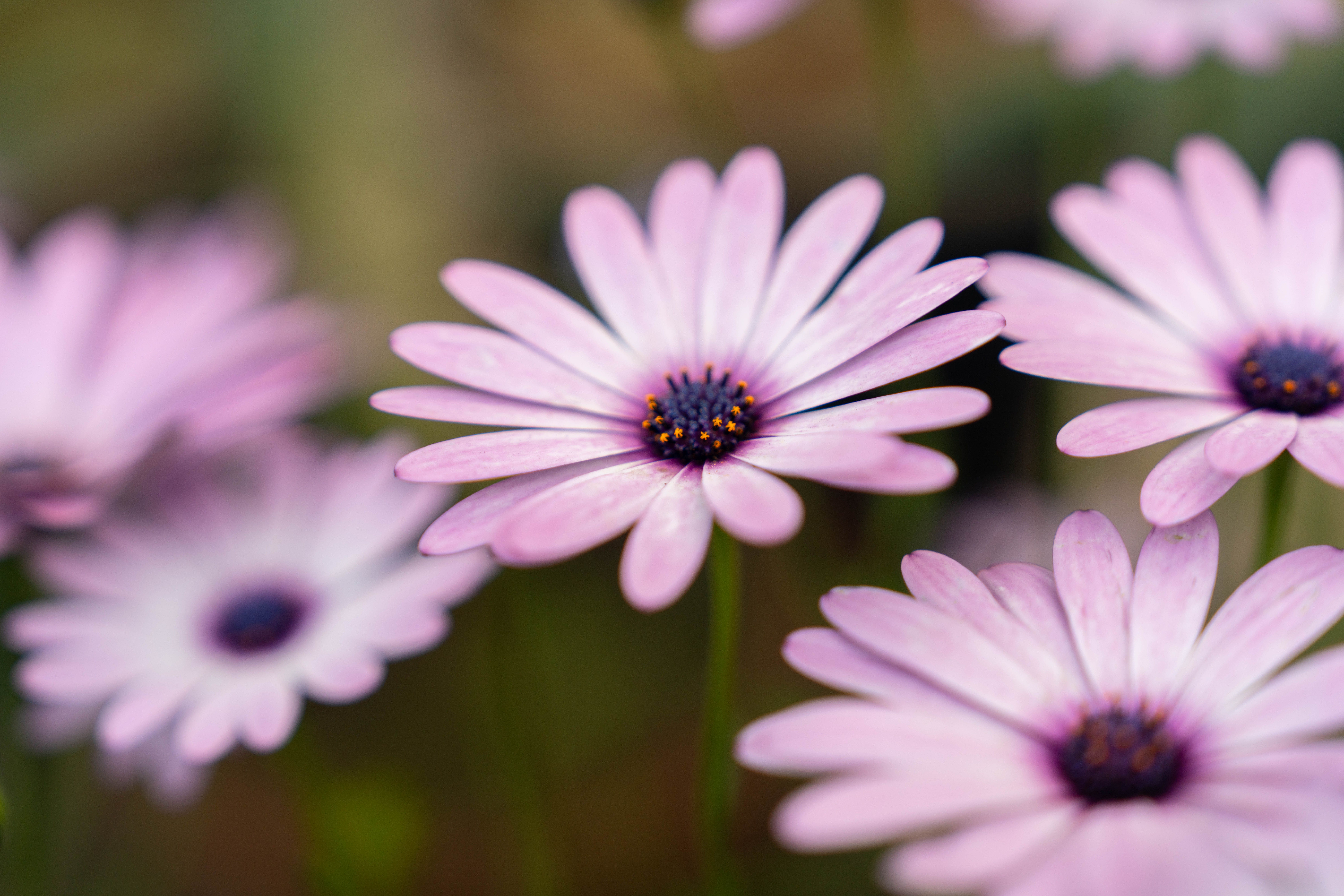 Vibrant pink African daisies in full bloom, showcasing their delicate petals and dark centers.