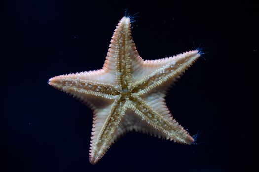 starfish photo