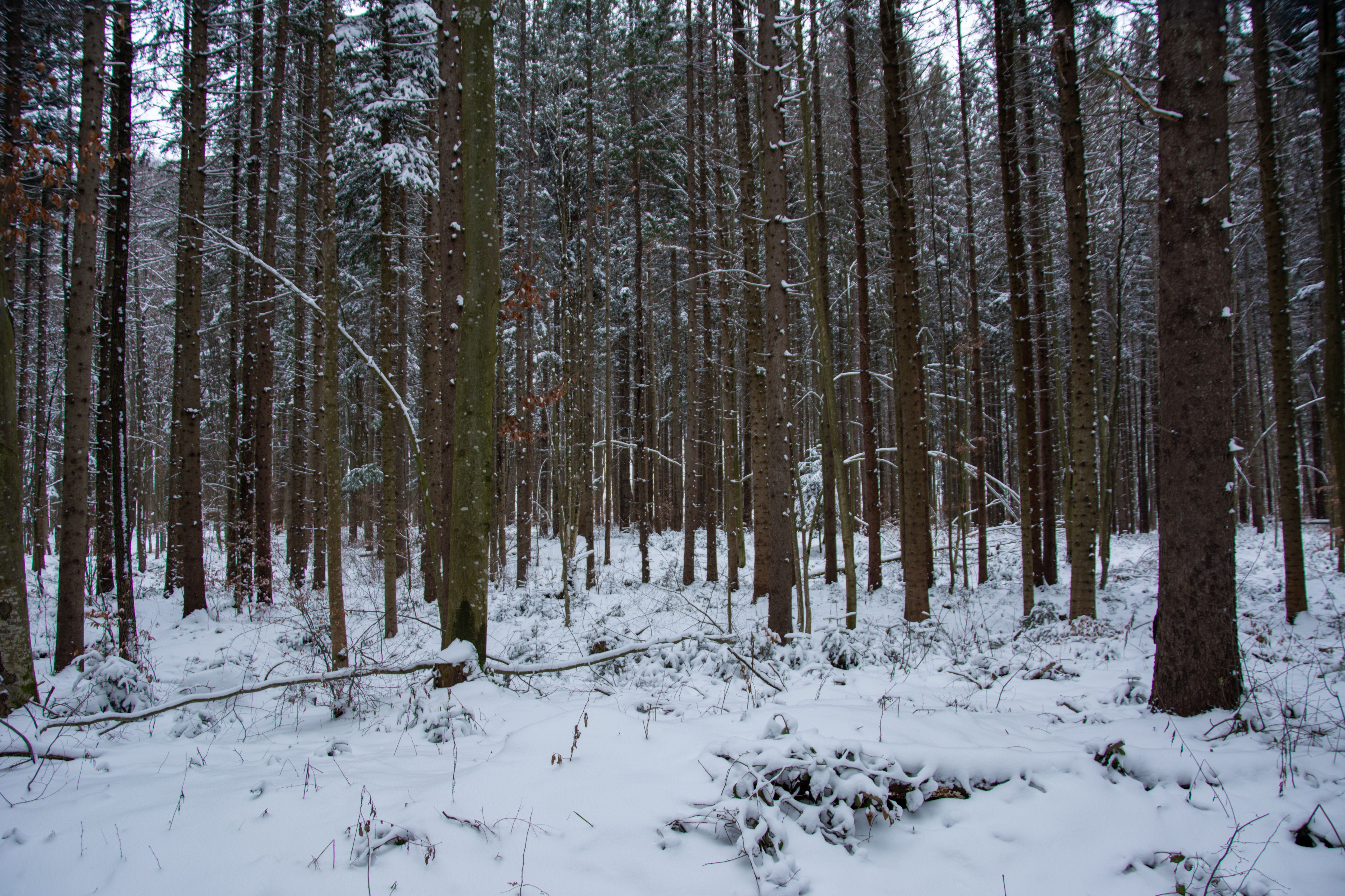 Snowy Forest Landscape with Tall Pine Trees · Free Stock Photo