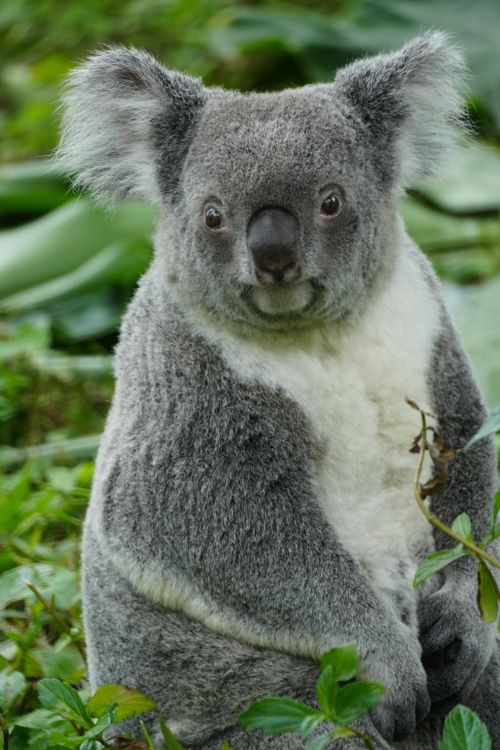 Free A serene koala sits among lush green leaves, showcasing its fluffy gray and white fur. Stock Photo